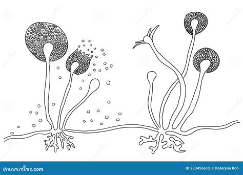 Estrutura Do Molde Rhizopus Também Conhecido Como Molde De Pão ...