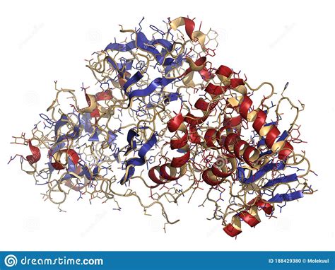 Ricin Castor Bean Plant Poisonous Protein, Chemical Structure Stock Illustration - Illustration ...