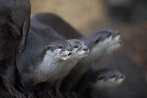 Asian Small-Clawed Otter Profile | Frontier Forums