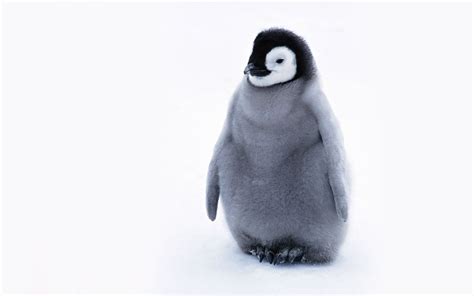 69+ Baby Penguin Hd - Histori Wallpaper