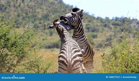 Two Zebras Fighting for the Territory Stock Image - Image of aggressive, fight: 168077521