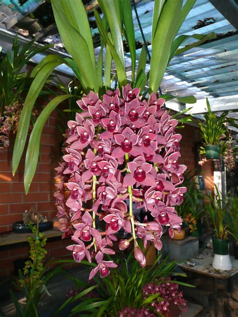 Cascading Cymbidium Orchids Care | Orchid Flowers