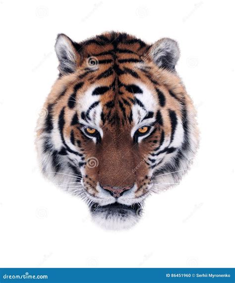 Tiger`s Angry Face Isolated at White Stock Photo - Image of king, portrait: 86451960