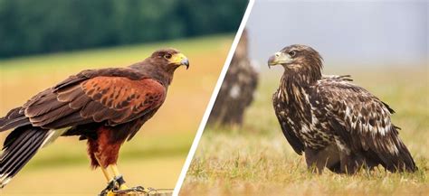 Hawk vs Eagle: What’s the Difference? (With Pictures) - Optics Mag