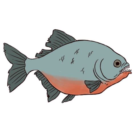 How to Draw a Piranha: 6 Steps (with Pictures) - wikiHow