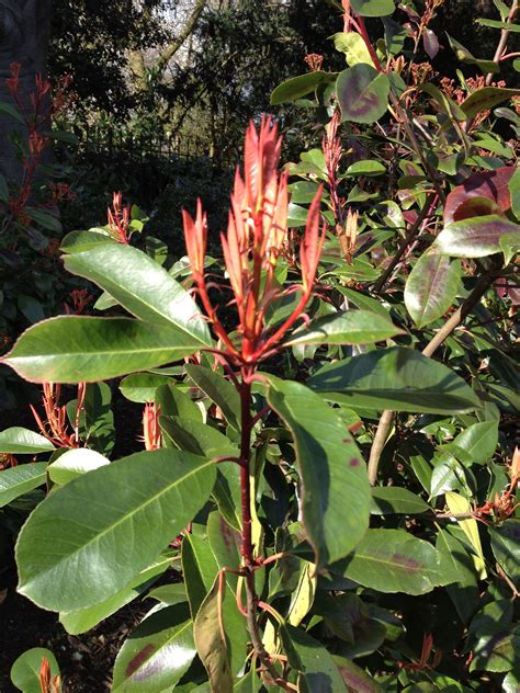 Photinia x fraseri 'Red Robin' | Plant leaves, Plants, Garden