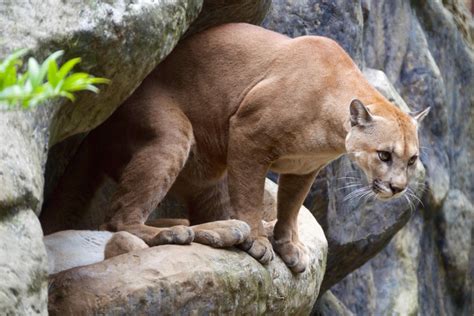 Cougar 'on the loose' in Cork described by animal welfare group as 'looking like a labrador with ...