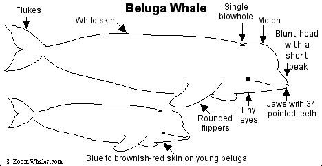 BELUGA WHALE