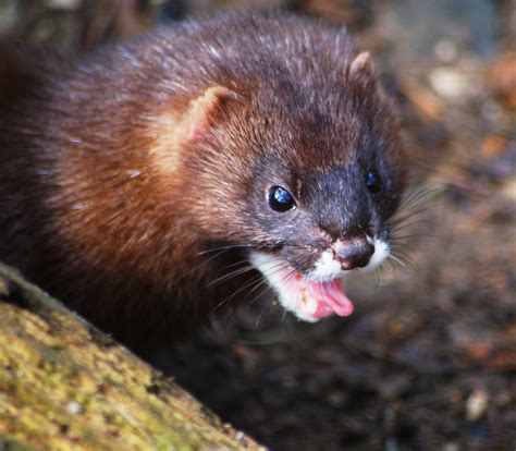 Marder Foto & Bild | tiere, zoo, wildpark & falknerei, säugetiere ...