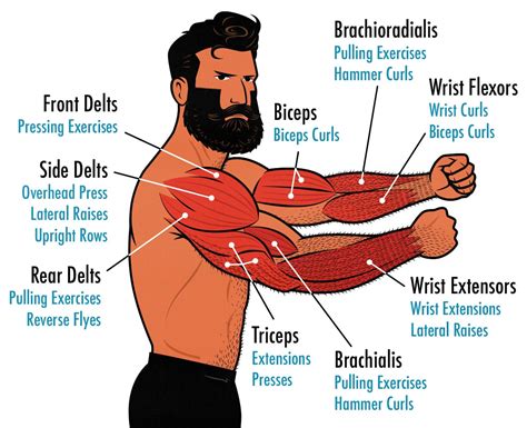 The Best Arm Day Workout for Building Muscle