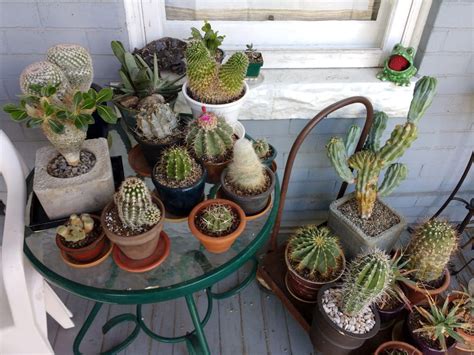 Free picture: cactus, front porch, furniture, pot, container ...