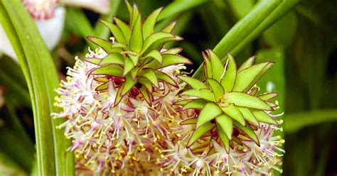 Pineapple Flower Lily Care: How To Grow Eucomis Plants