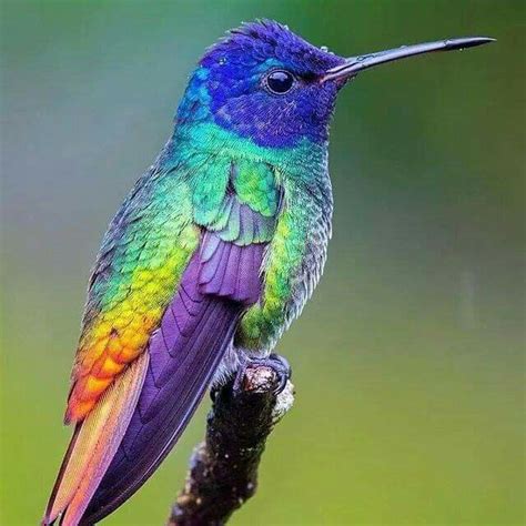 Pin de Judy Lemaster - Palmatier em HUMMINGBIRDS Hum...'Cause They Don ...