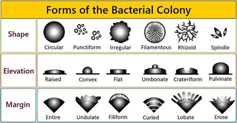 What is the Colony Morphology of Bacteria? Colony Characteristics ...