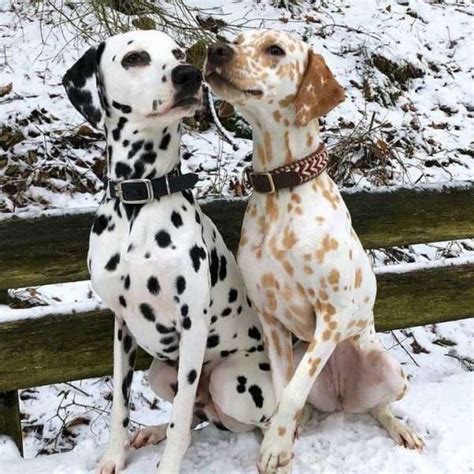 Spotting the Differences: A Guide to the Different Types of Dalmatian ...