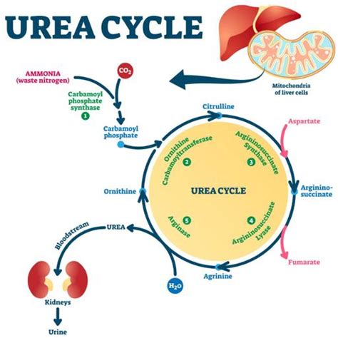 Urea Cycle