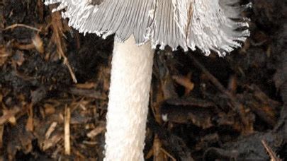 Coprinopsis cinerea: The Ultimate Mushroom Guide