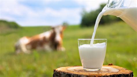 DA to review law to boost PH's dairy milk production