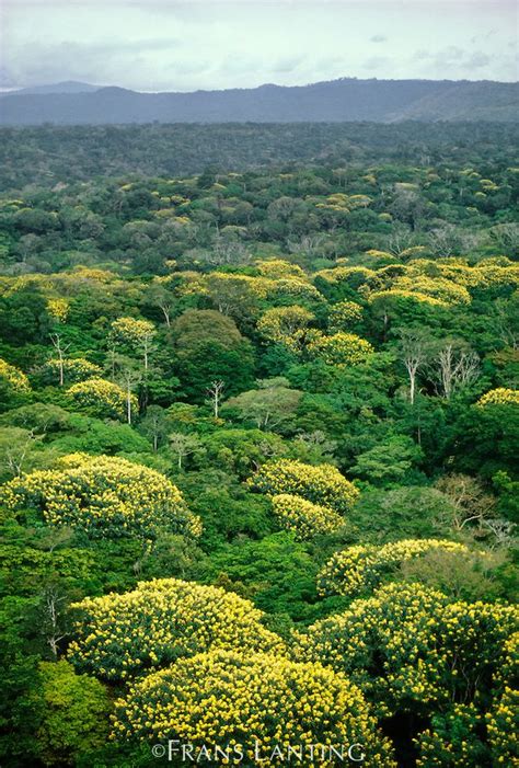 Tropical rainforest in bloom (aerial), D.R. Congo … | Congo rainforest, African rainforest ...