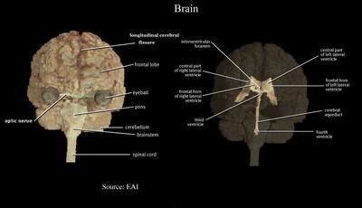 Cerebellum | Define Cerebellum at Dictionary.com