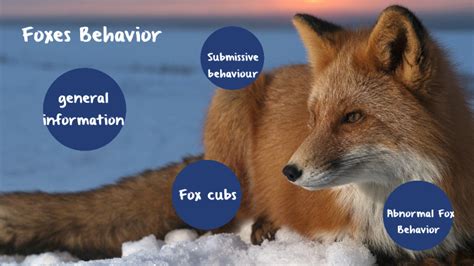 Fox Behavior by ة a