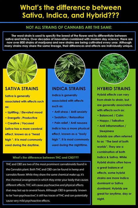 Indica vs Sativa vs Hybrid Marijuana | What You Need To Know