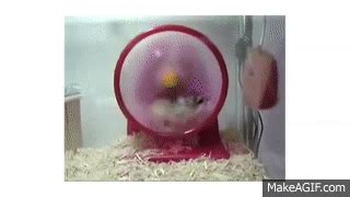 Dwarf Hamster... EXPLODING!!! on Make a GIF