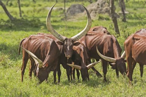 10 of the Most Exceptional Cattle Breeds