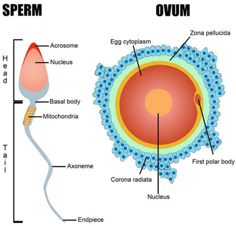 Sperm and ovum – Science online