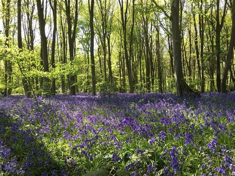 18 stunning bluebell woods in Hertfordshire 2023 - Smudged Postcard