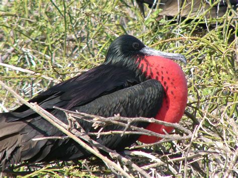 The Online Zoo - Magnificent Frigatebird