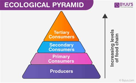 Ecological Pyramid Of Numbers