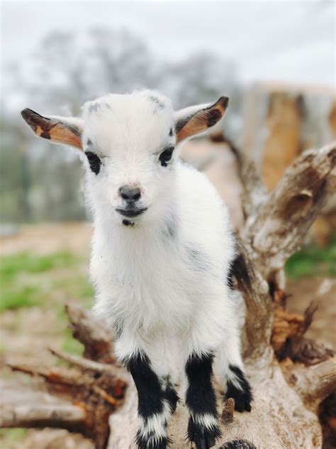 Baby Goat | Baby animals, Pet goat, Cute animals