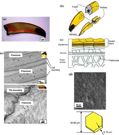 (a) Photograph of a Toco Toucan beak, (b) overview diagram of the... | Download Scientific Diagram