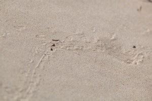 Free picture: bird, animal, tracks, sand, beach