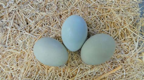 Blue Eggs Easter Eggers Eggs, Easter Eggs, Day Old Chicks, Baby Chicks ...