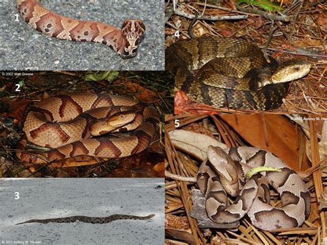 Living Alongside Wildlife: 5 Ways How to Tell the Difference Between Cottonmouths (Water ...