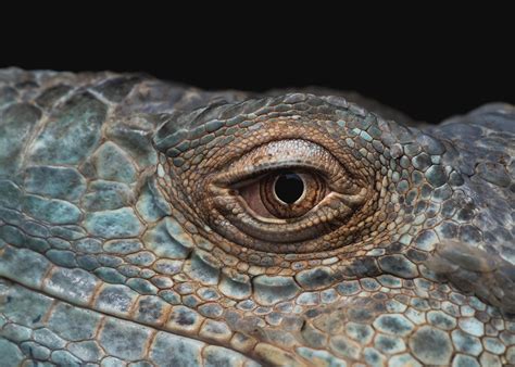 Free photo: Iguana Eye - Animal, Eye, Iguana - Free Download - Jooinn