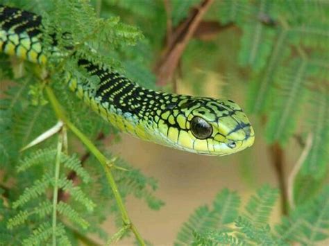 Boomslang Snake: Comprehensive Care Guide, Size, Diet & Much More!