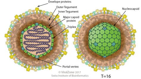 Herpes Virus Structure