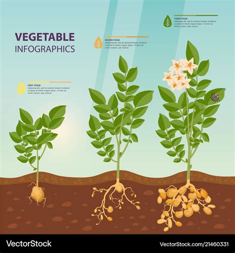 Infographic or infochart of potato growth stages Vector Image