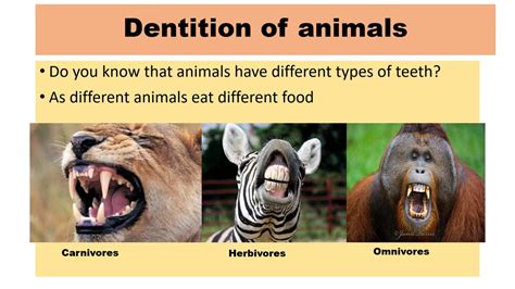 Primary 3 Dentition of animals - YouTube