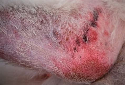 8 Common Skin Conditions in Dogs Resulting From Fleas