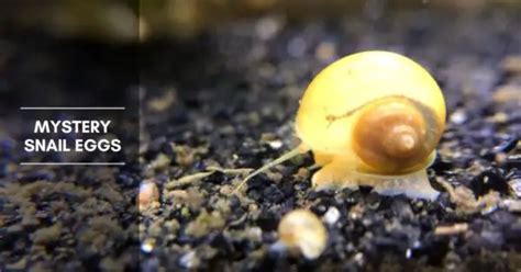 Mystery Snail Eggs - How Long Does It Take for Eggs to Hatch?