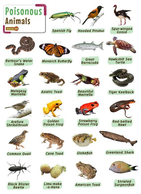 Poisonous Animals – Facts, List, Pictures