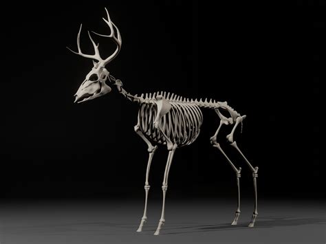 Whitetail Deer - From Skeleton to Fur - Works in Progress - Blender Artists Community