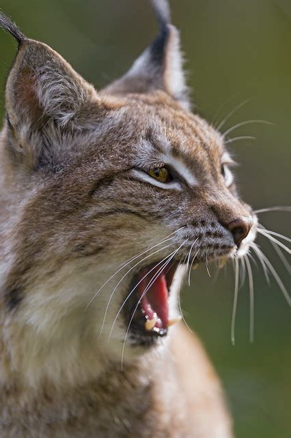 Yawning female lynx | Flickr - Photo Sharing!