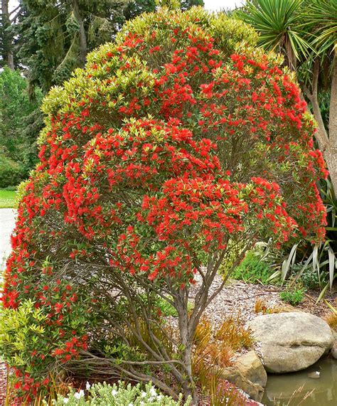 File:Metrosideros umbellata 1.jpg - Wikimedia Commons