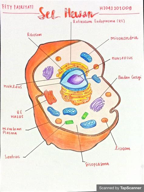 Gambar sel hewan pengertian bagian struktur dan fungsi – Artofit