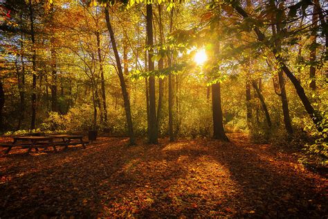 Sunset Forest Photograph by Alissa Beth Photography